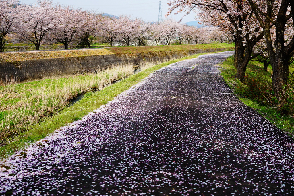 桜のじゅうたん