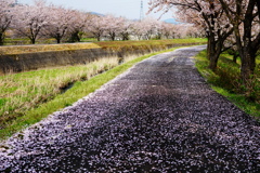 桜のじゅうたん
