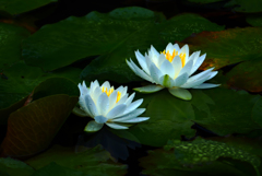 華やかに