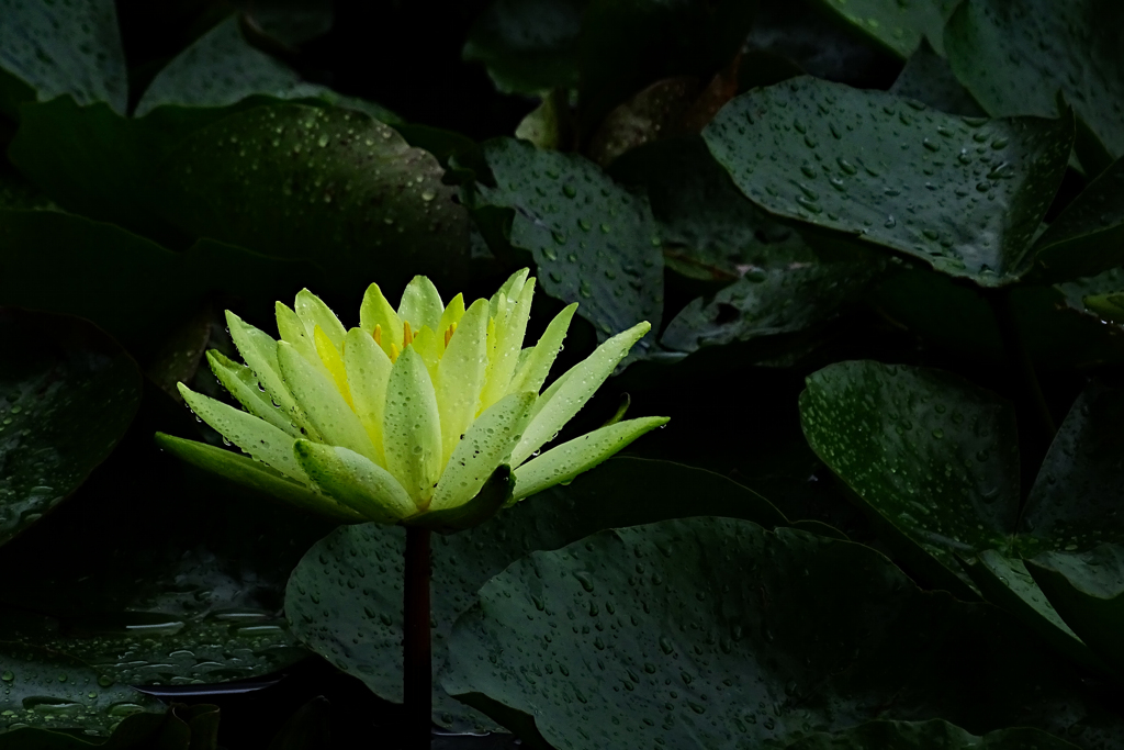淡い黄色
