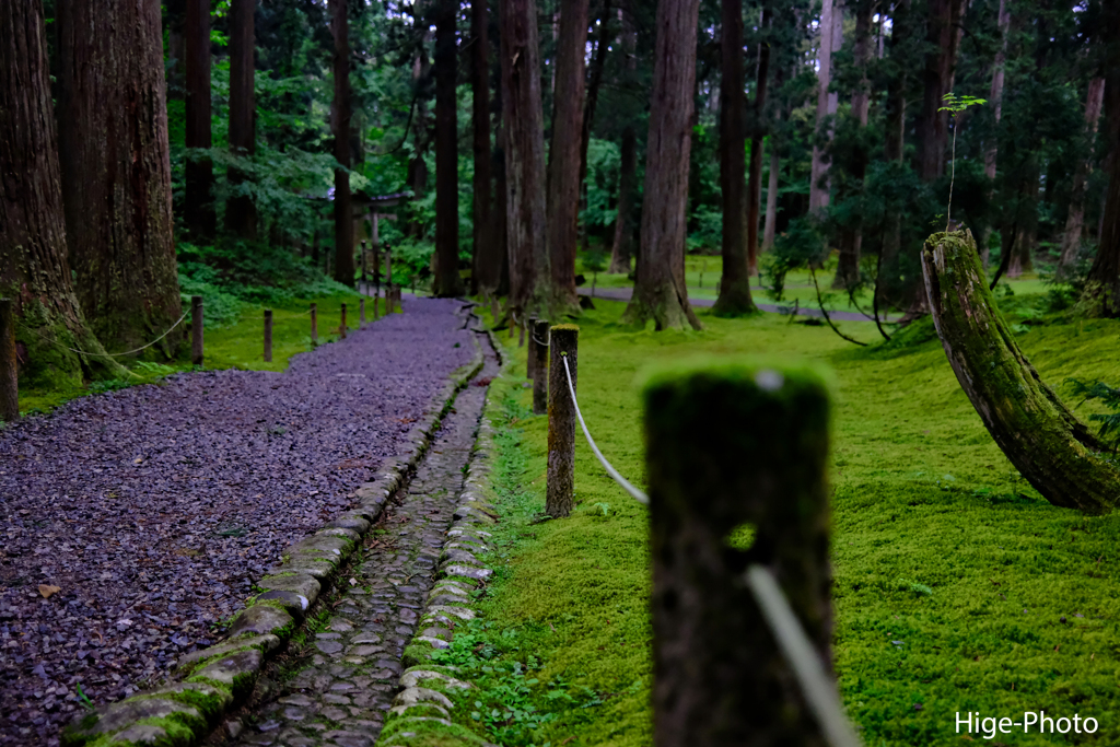 苔の細道