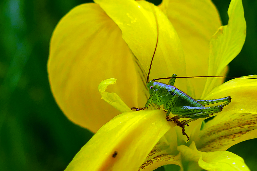綺麗なグリーン