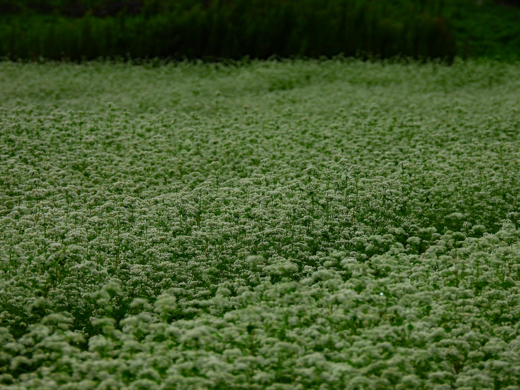 蕎麦の花