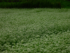蕎麦の花