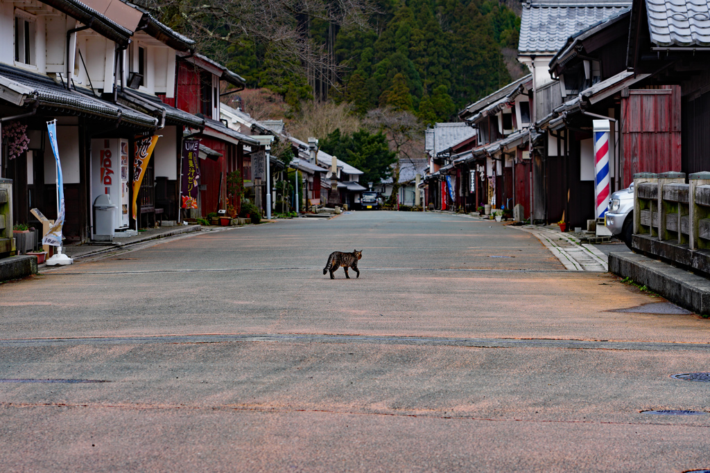 熊川宿は猫と自分だけ