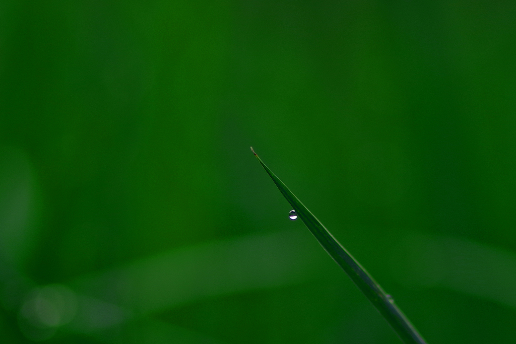 朝露一粒