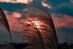 夕陽のススキ