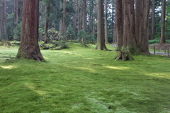 コケの蒸すまで