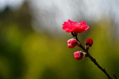 モモの花