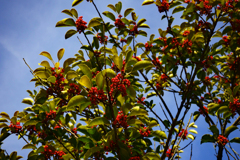 お天気！紅い実