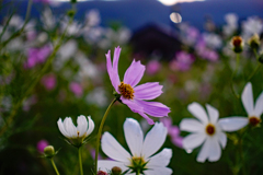 『秋桜』