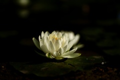 続々開花