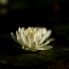 続々開花