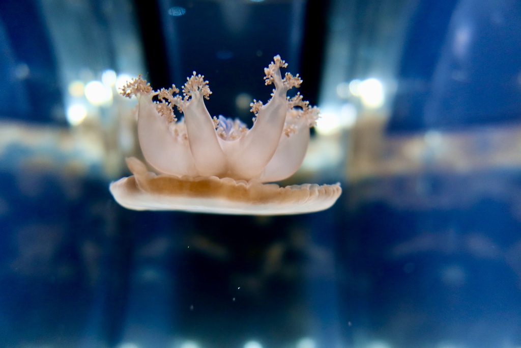 海遊館に行ってみた。クラゲ