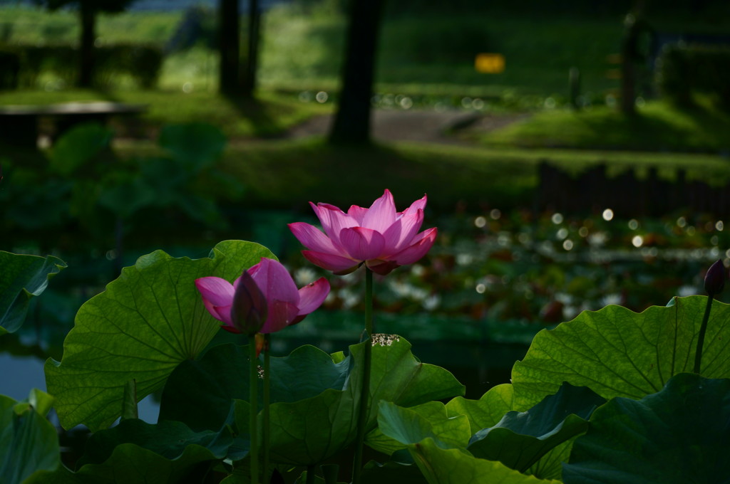 梅雨の光景