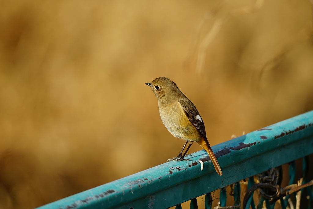 たまには鳥撮り