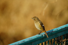 たまには鳥撮り