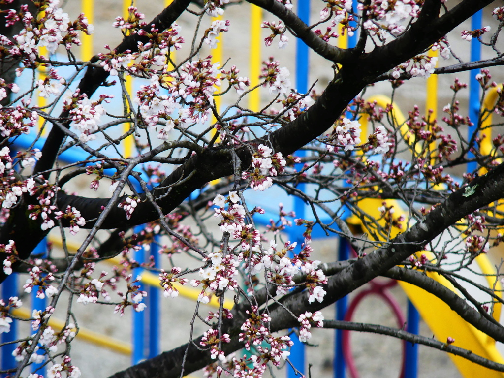 公園の桜。始まりました