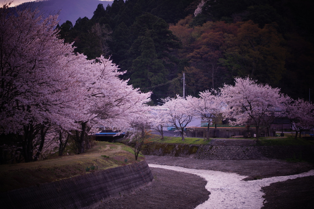 朝、さくら