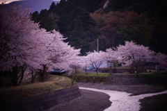朝、さくら