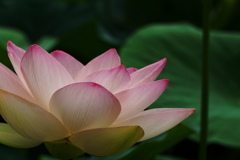 今年も無事に咲き始め