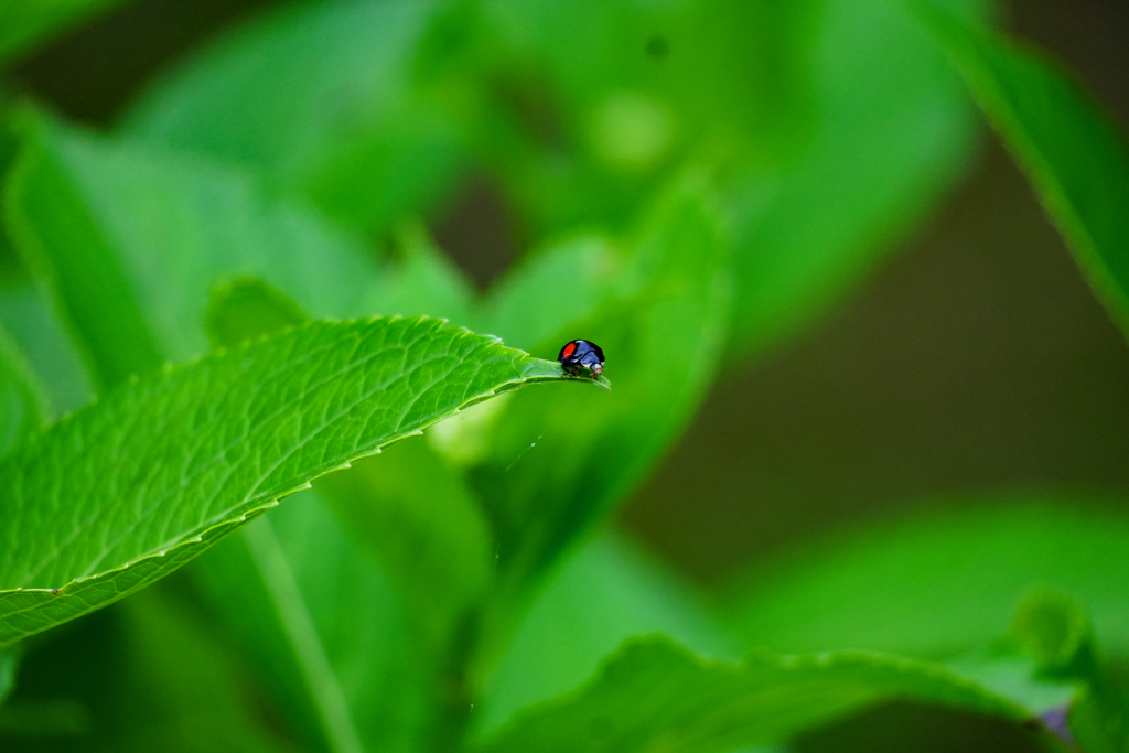 てんとう虫だす。