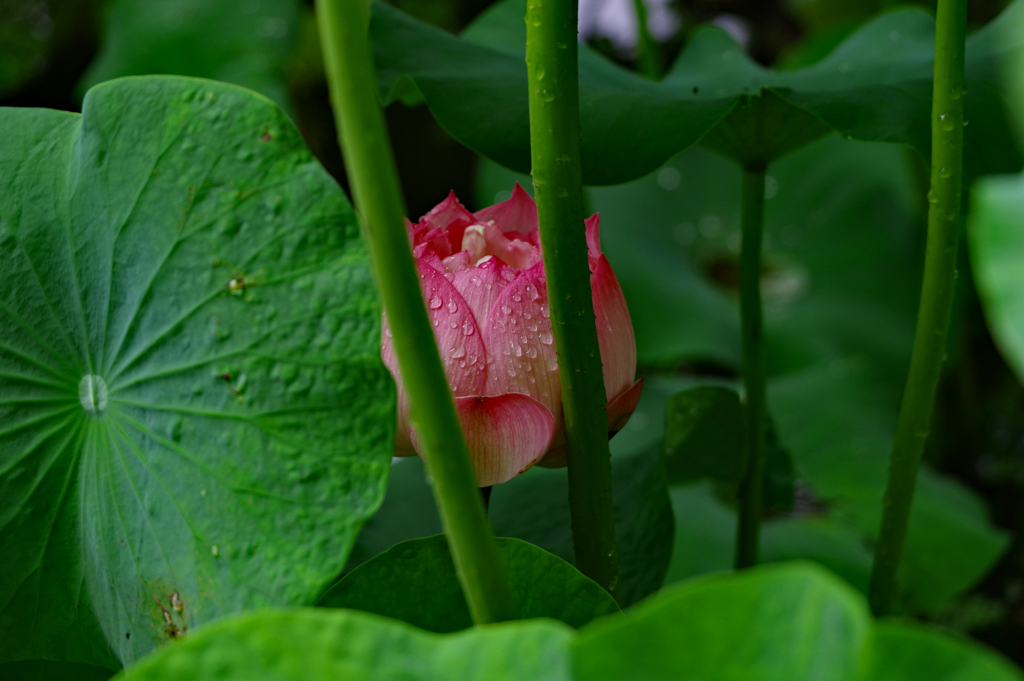 雨降る奥の花