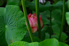 雨降る奥の花