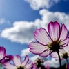 青空と秋桜