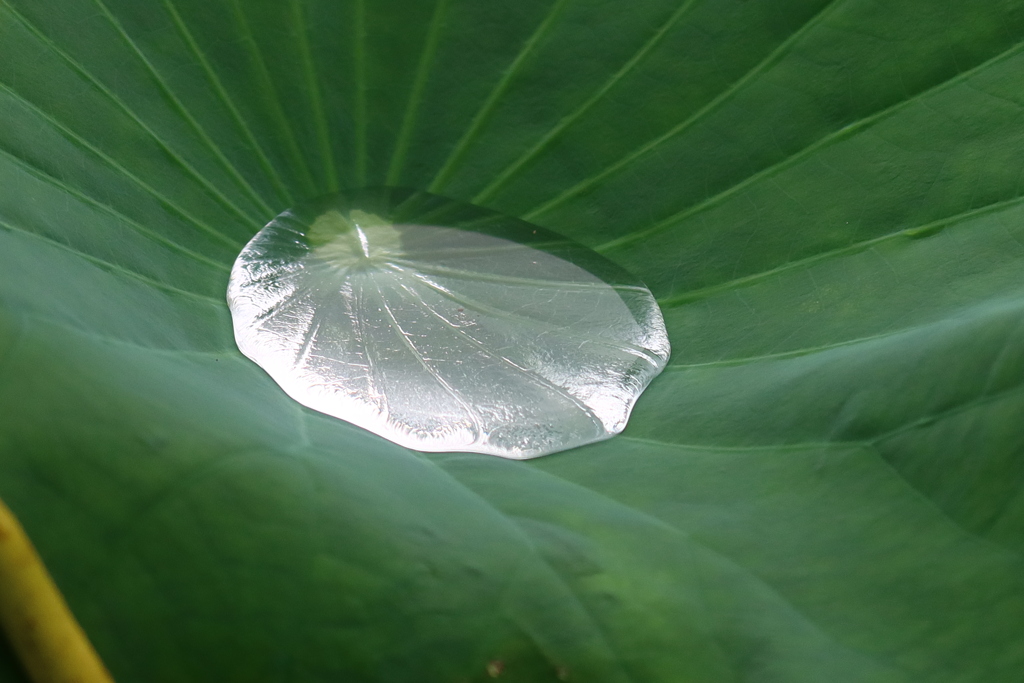 水溜まり