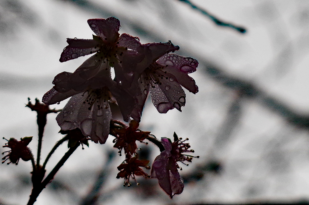 寒桜