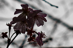 寒桜