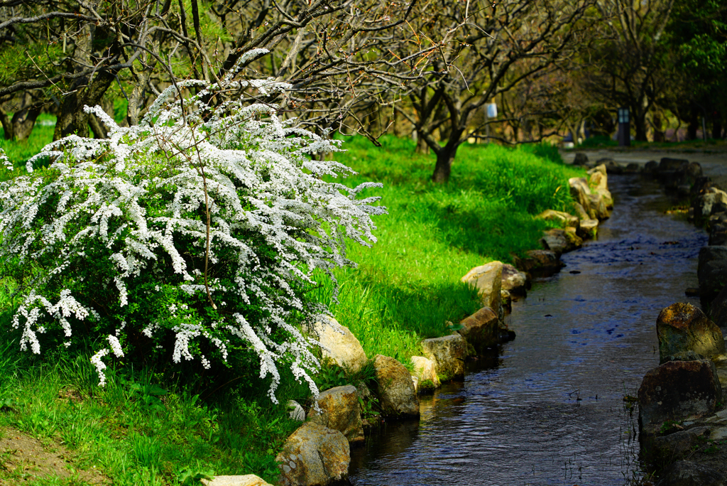 春の小川