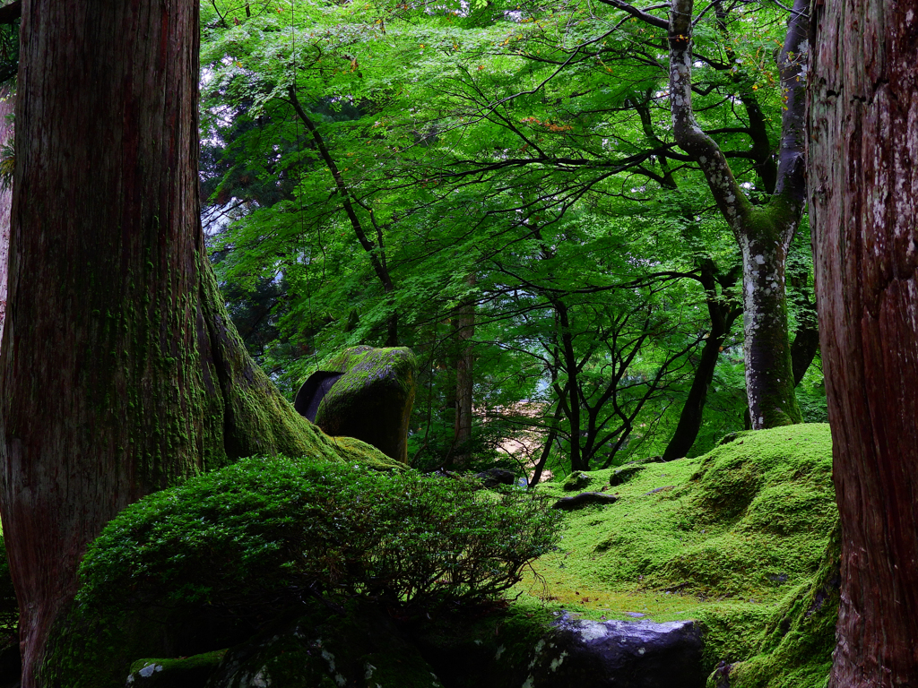 苔の蒸すまま
