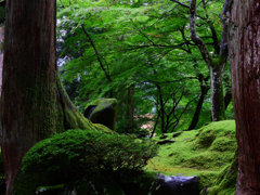 苔の蒸すまま