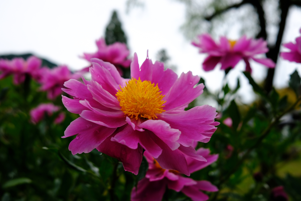 花の命は果敢なくて