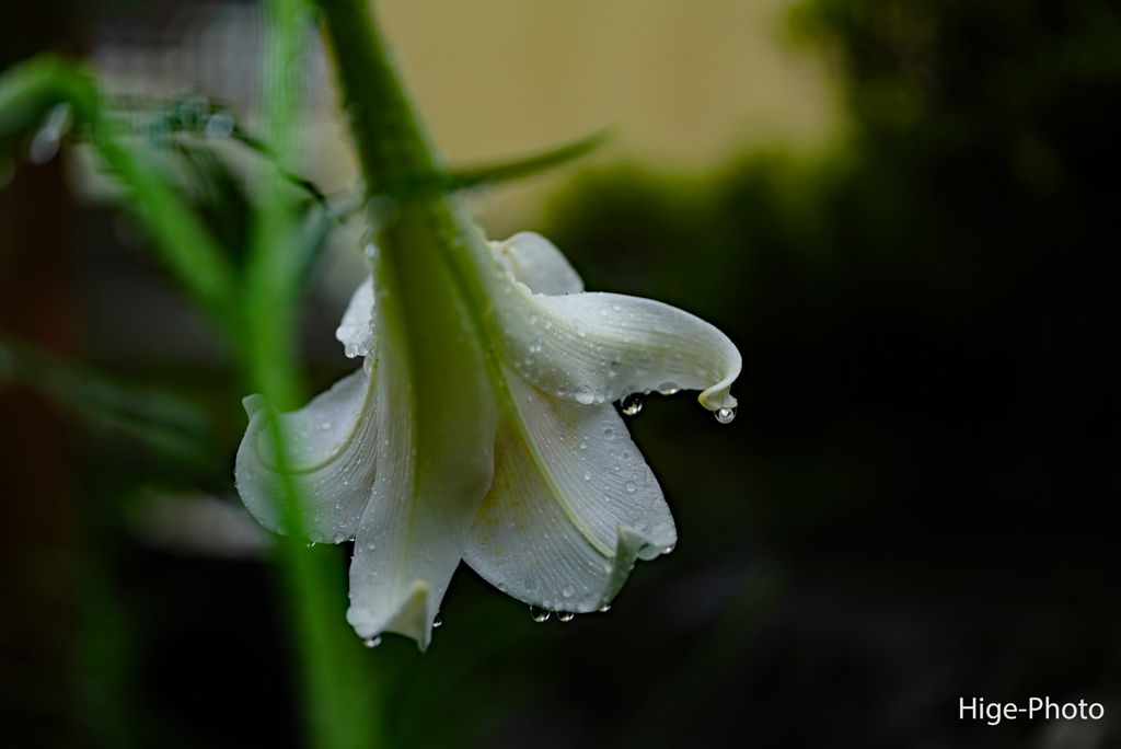 雨に打たれて