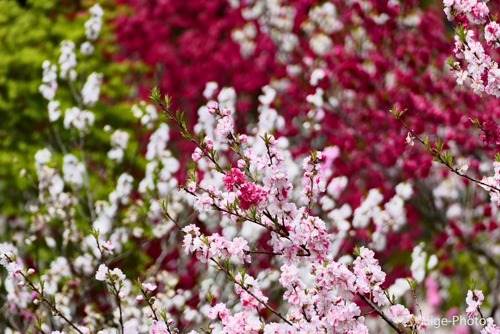 九頭竜の花桃は今週ピーク
