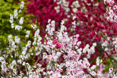 九頭竜の花桃は今週ピーク