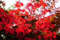 初夏のくれない