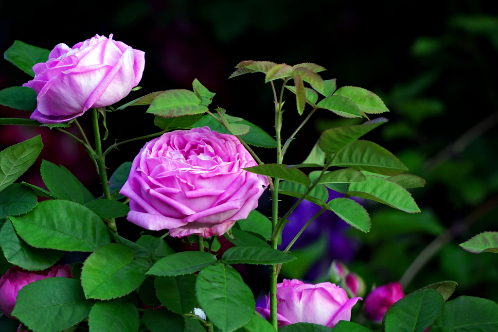 薔薇です～