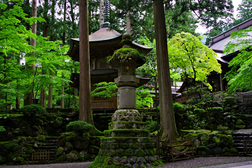 お寺は緑