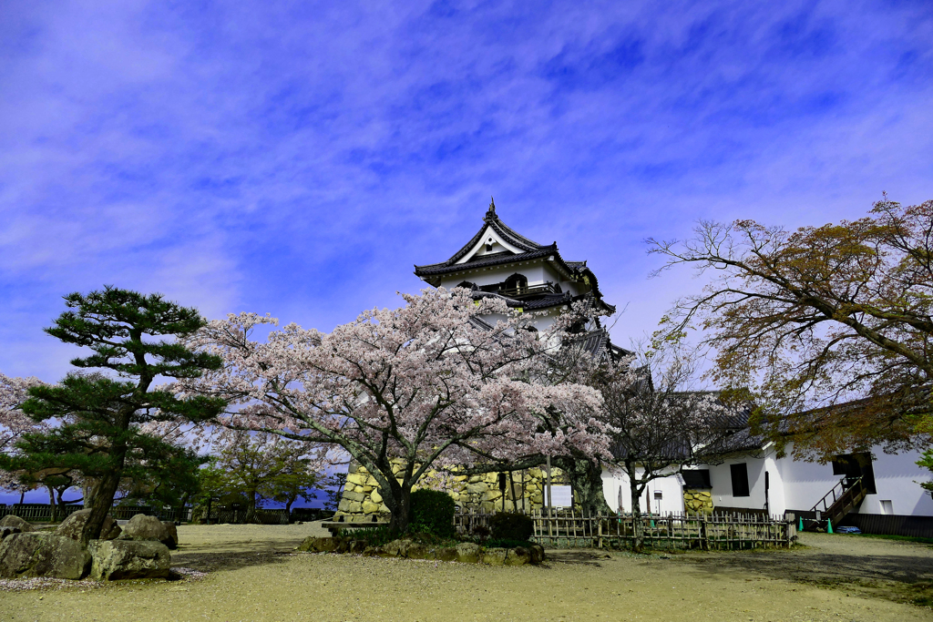 桜の写真も終わりに近づいてきました。