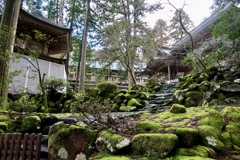 苔も鮮やかになってきました