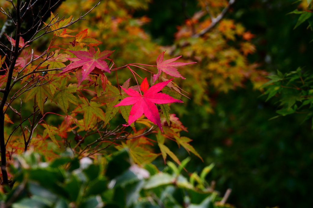 気の早い紅葉