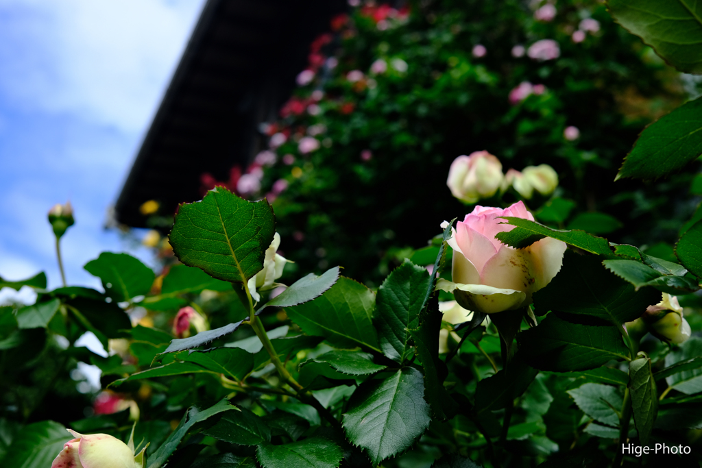 薔薇のお宅