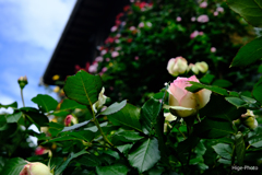薔薇のお宅