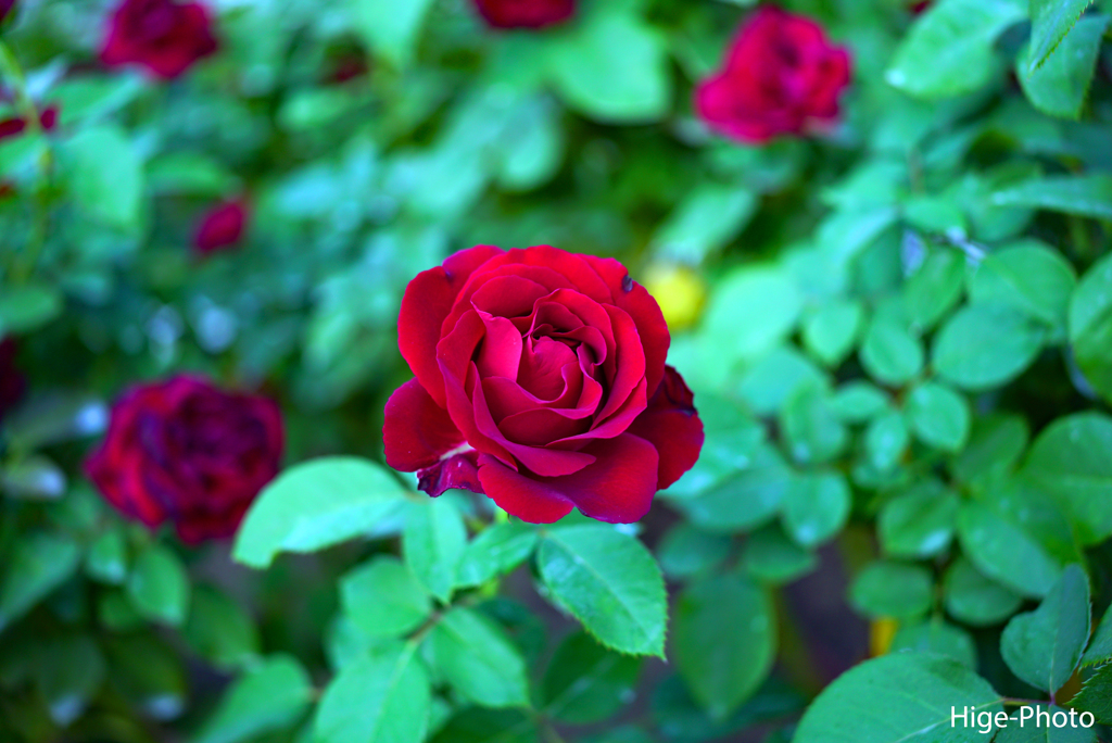 恋は赤い薔薇