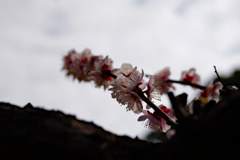 花曇り