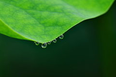 水玉
